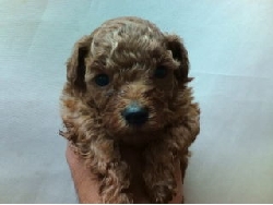 トイプードル　レッド　子犬