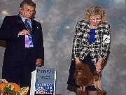 トイプードル交配