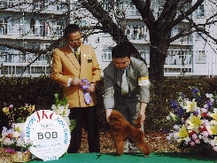 トイプードル交配犬