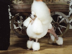 トイプードル交配犬