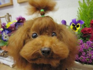 トイプードル交配犬