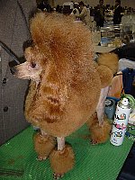 トイプードル交配犬