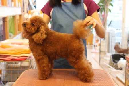 トイプードル交配犬