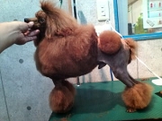 トイプードル　交配犬