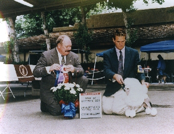トイプードル交配犬