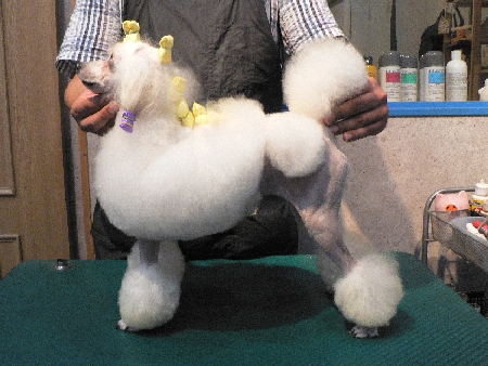 トイプードル交配犬