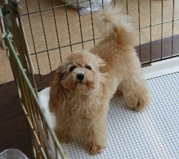 トイプードル交配