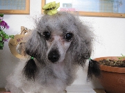 トイプードル交配