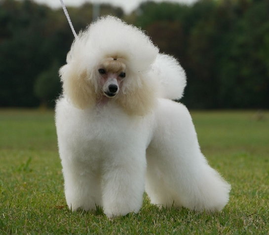 トイプードルブリーダー