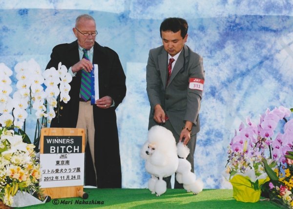 ドッグショー　画像