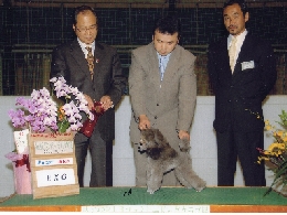 トイプードルドッグショー