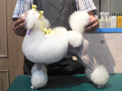 トリミングスクール　トリマー　学校