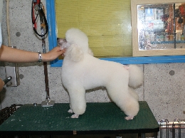 トリミングスクール　トリマースクール