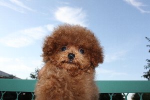 ティーカッププードルブリーダー