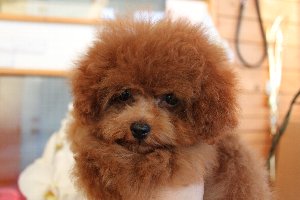 トイプードル　ブリーダー