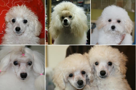 トイプードルブリーダーホワイト