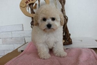 ホワイトの子犬