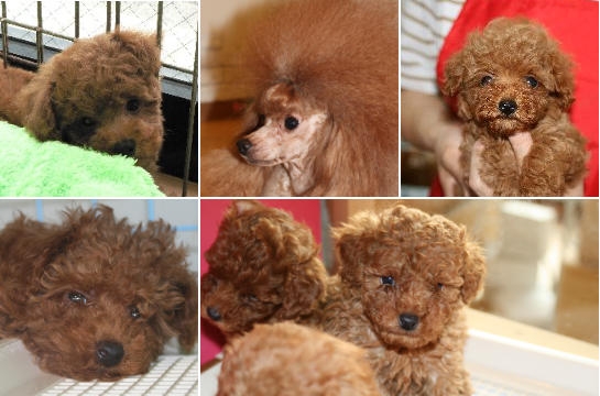 トイプードル　レッド　子犬
