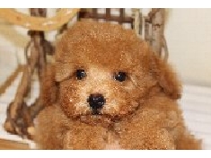 ブリーダー　子犬