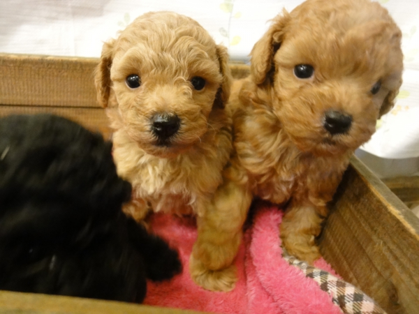 プードルアプリコット