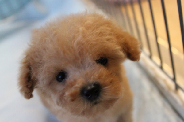 トイプードルアプリコット