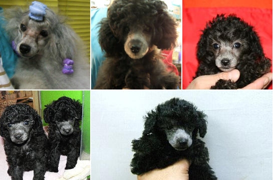 ブリーダー　子犬