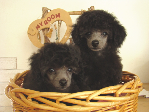 プードル　シルバー　子犬