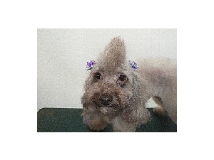 トイプードルシルバーベージュ