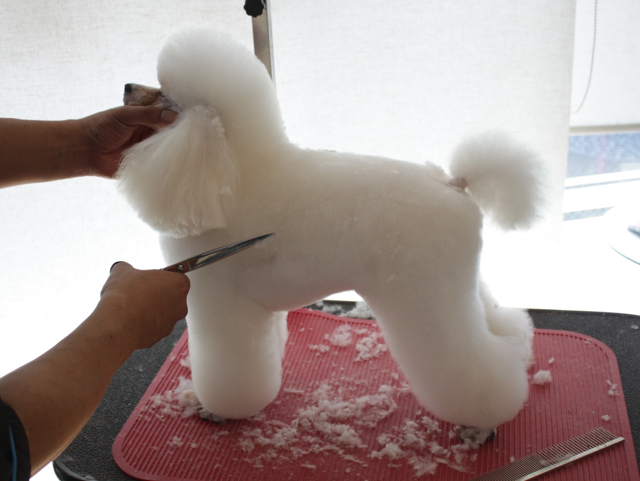 トリマー塾東京