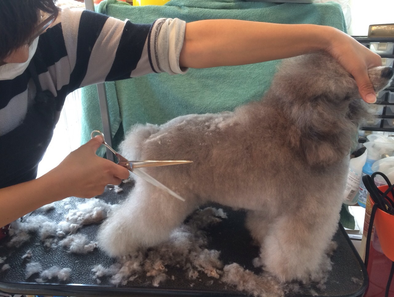トリミングスクール東京