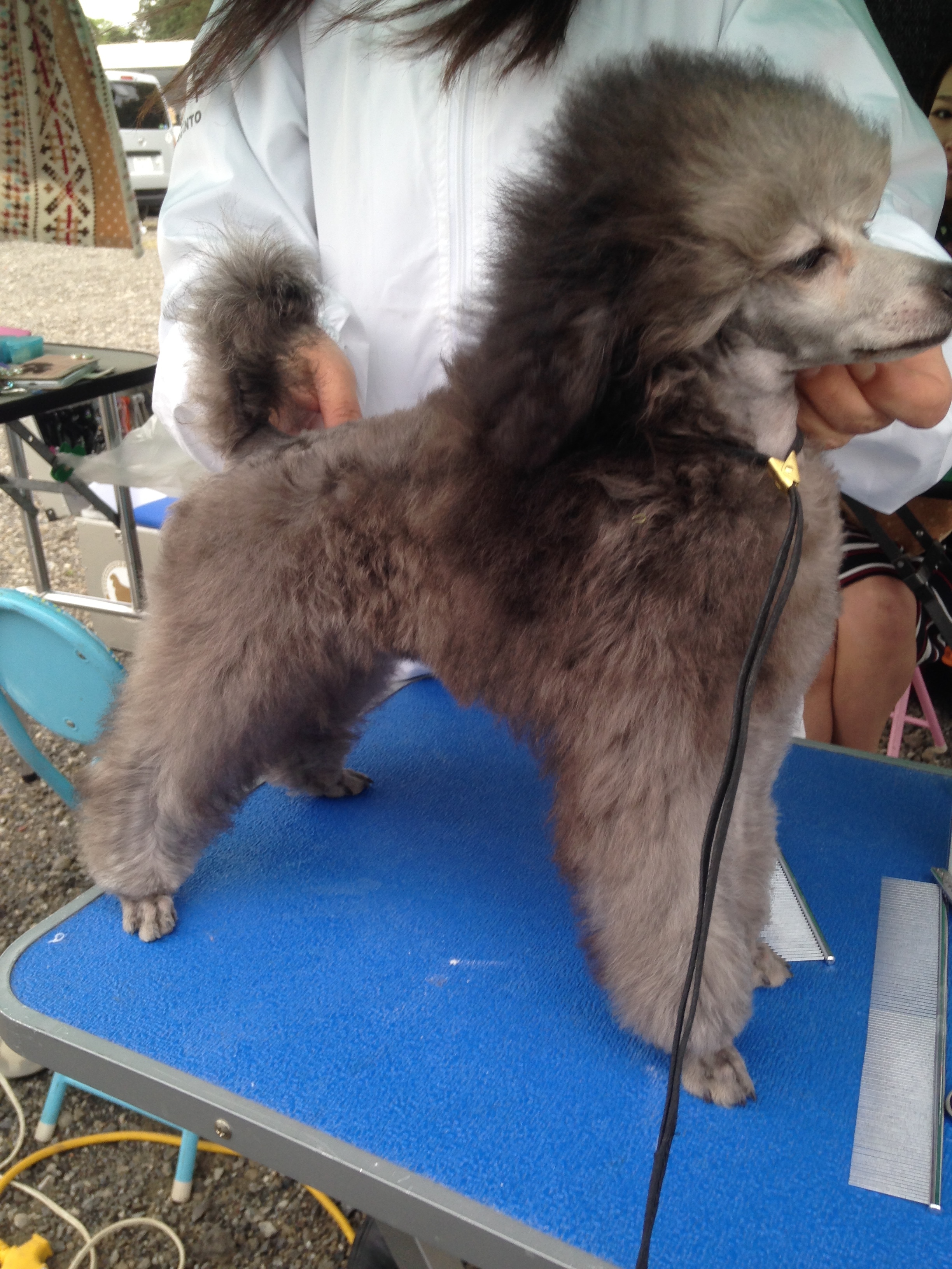 トリミングスクール東京