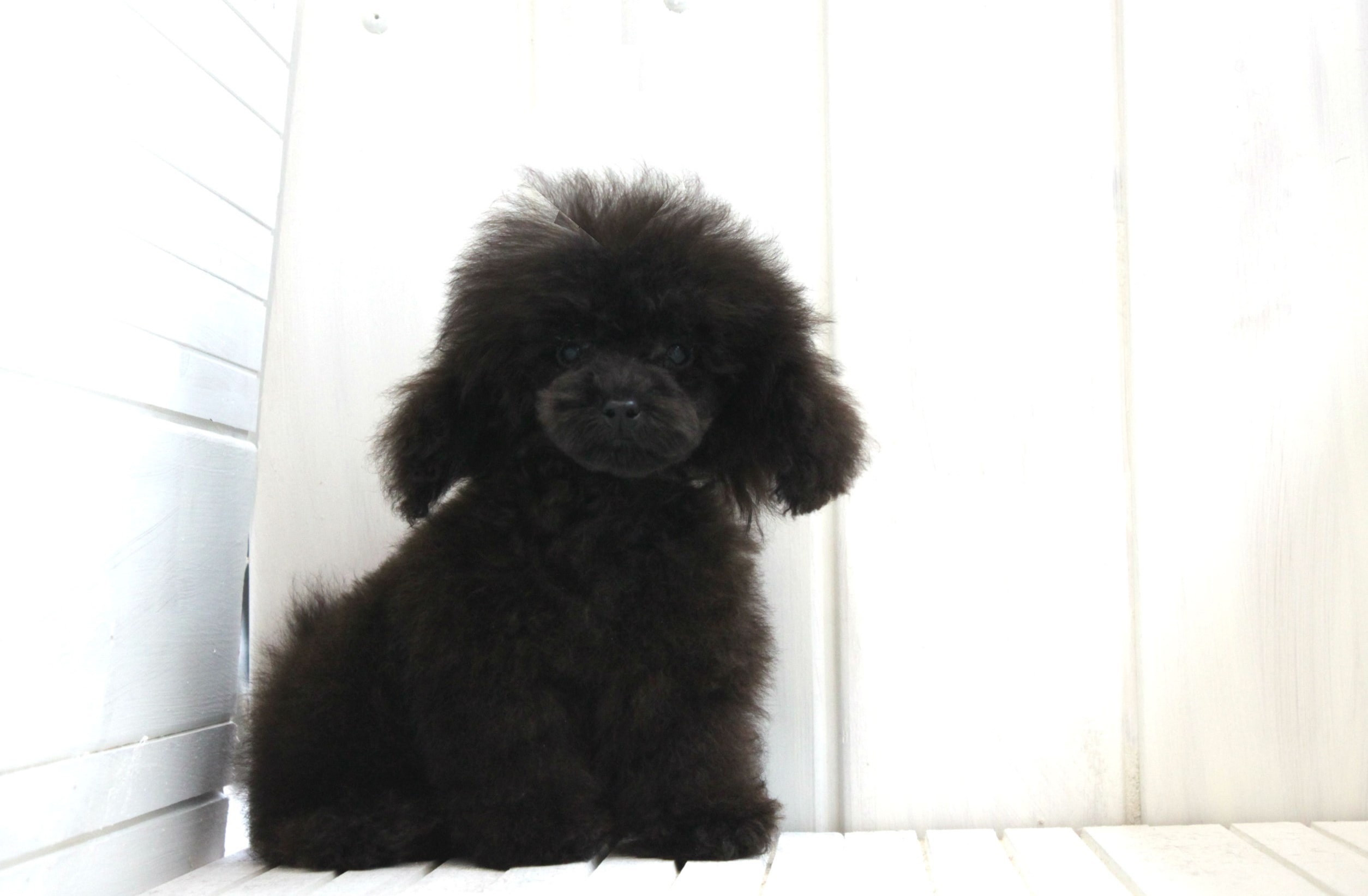 レッドトイプードル