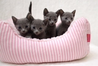 キャット猫ブリーダー