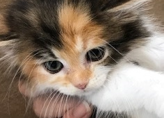 メインクーンブリーダー