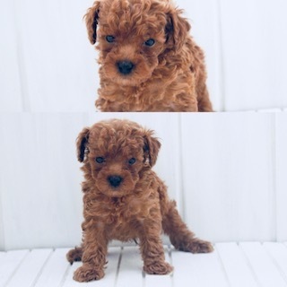 レッドトイプードル