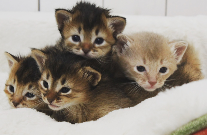 猫ブリーダーソマリ