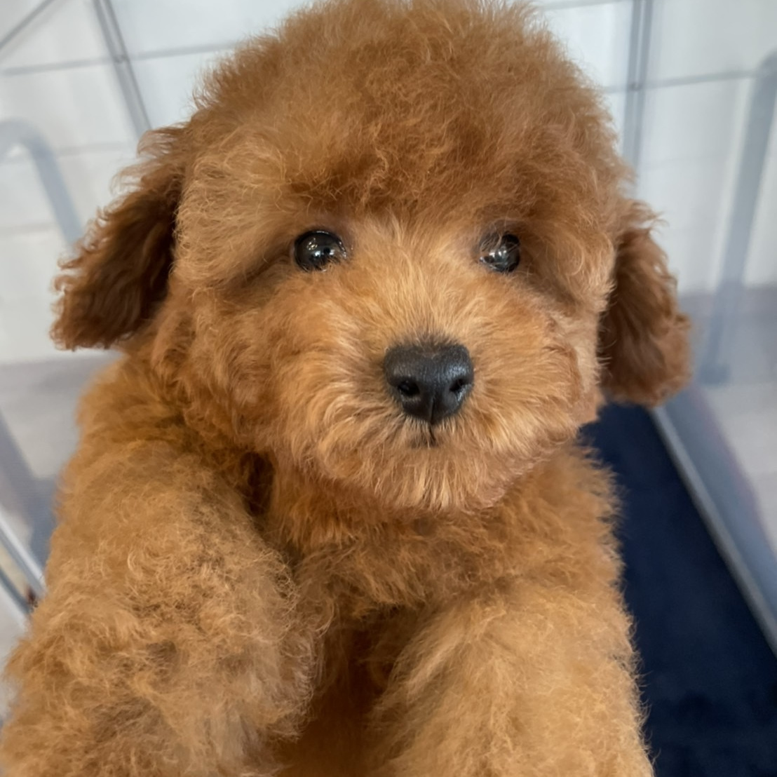 レッドトイプードル