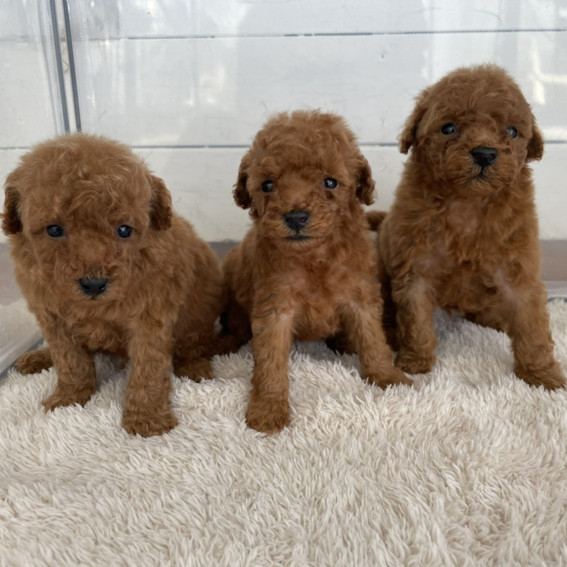 レッドトイプードルブリーダー東京