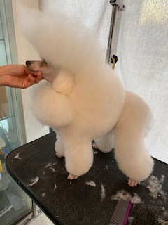 トイプードルブリーダー