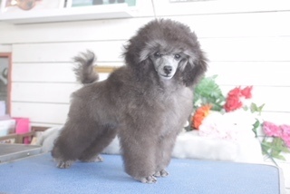 トイプードルブリーダー東京