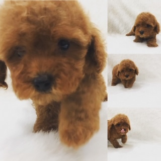 トイプードルブリーダー東京