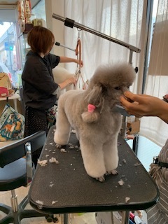 トイプードルカット