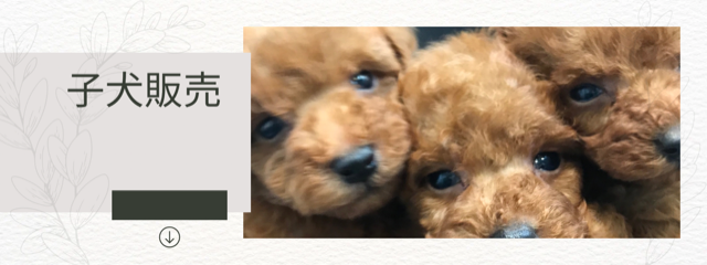 トイプードルブリーダー東京