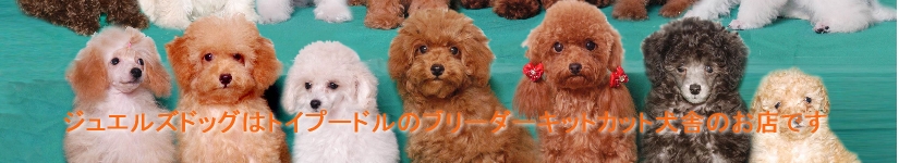 トイプードルブリーダー東京ジュエルズドッグ