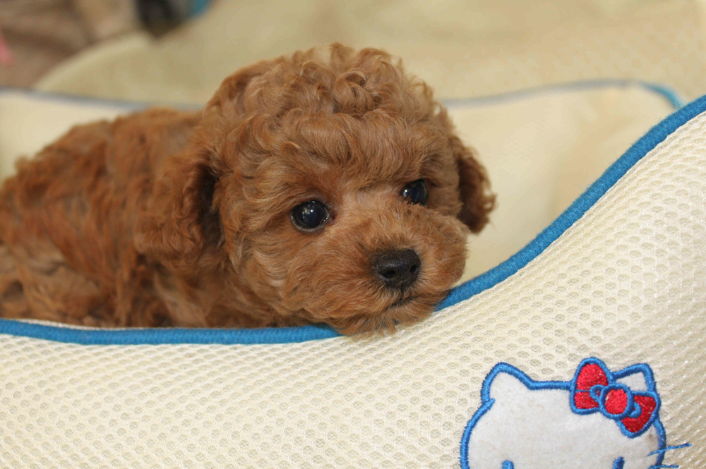 トイプードルブリーダー東京