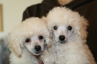 トイプードルブリーダー東京