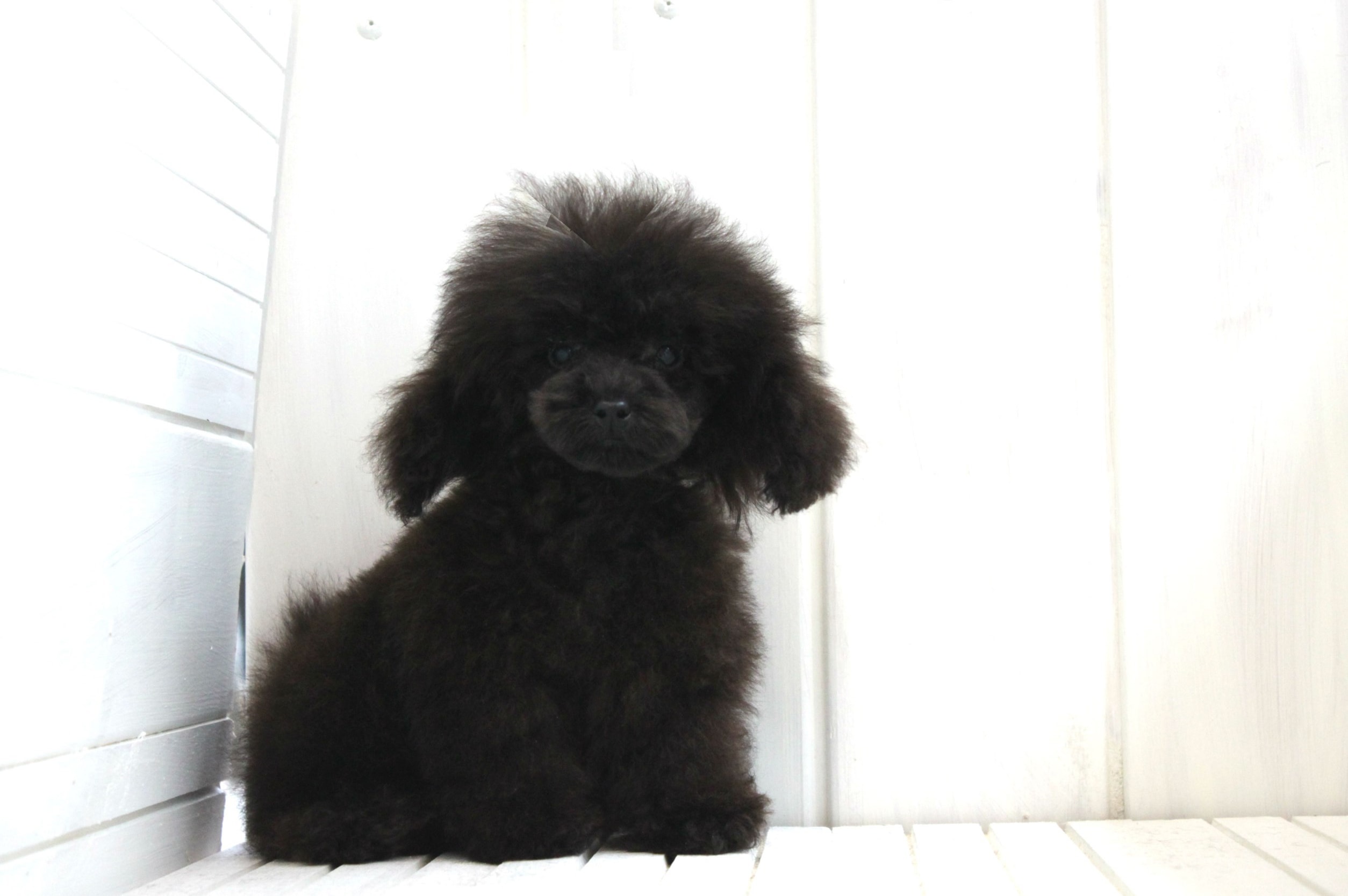 トイプードルブリーダー東京