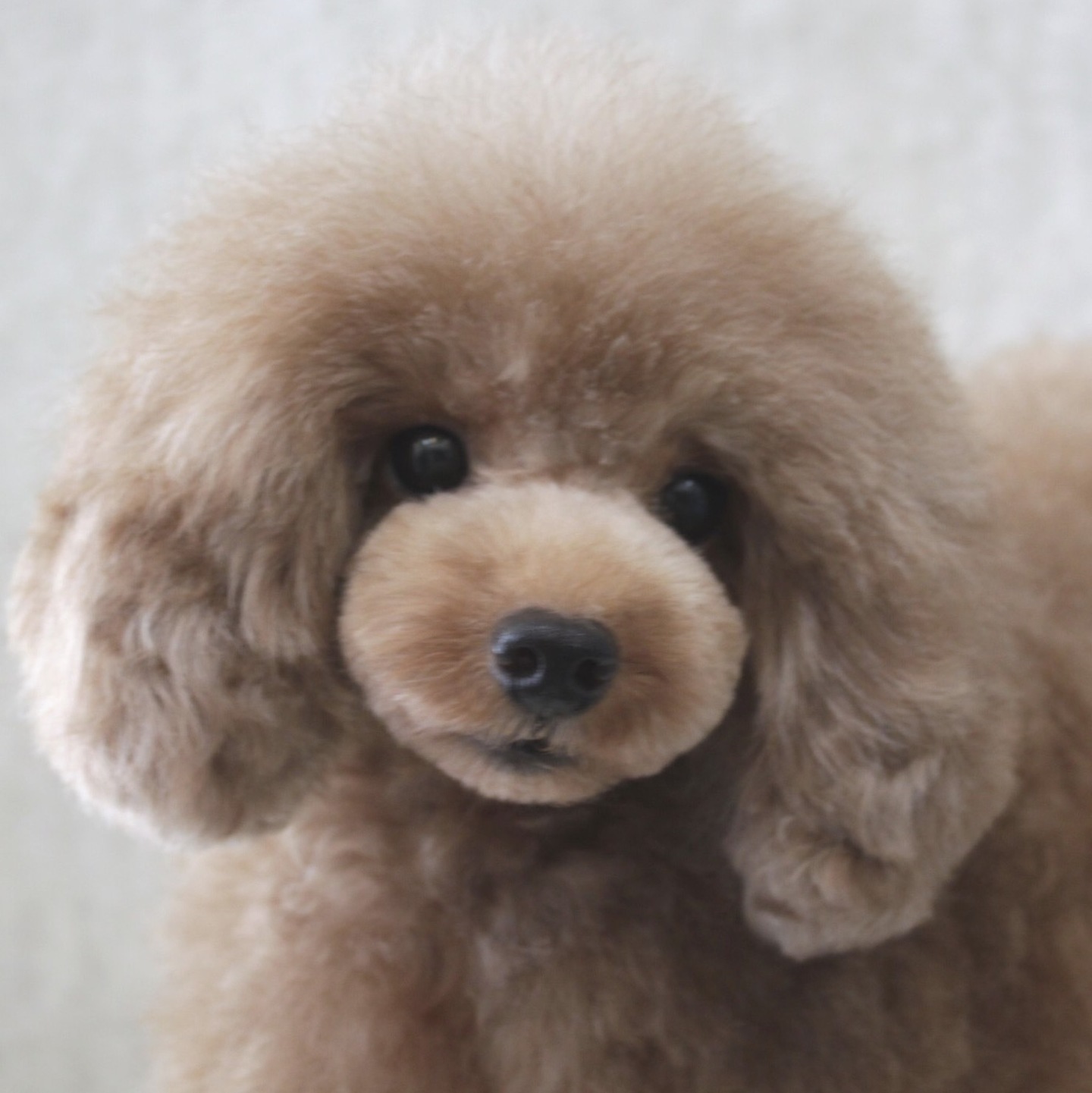 トリミングサロン足立区