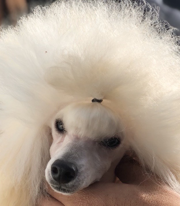 足立区トリミングサロン